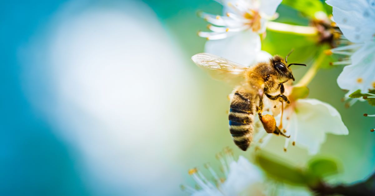 Bienen schützen im Garten – Tipps für Recklinghausen