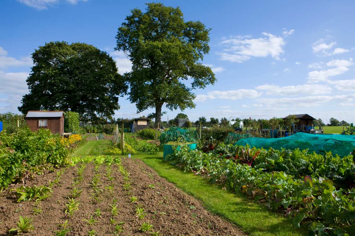 Gartengrundstück in Recklinghausen kaufen oder pachten — was