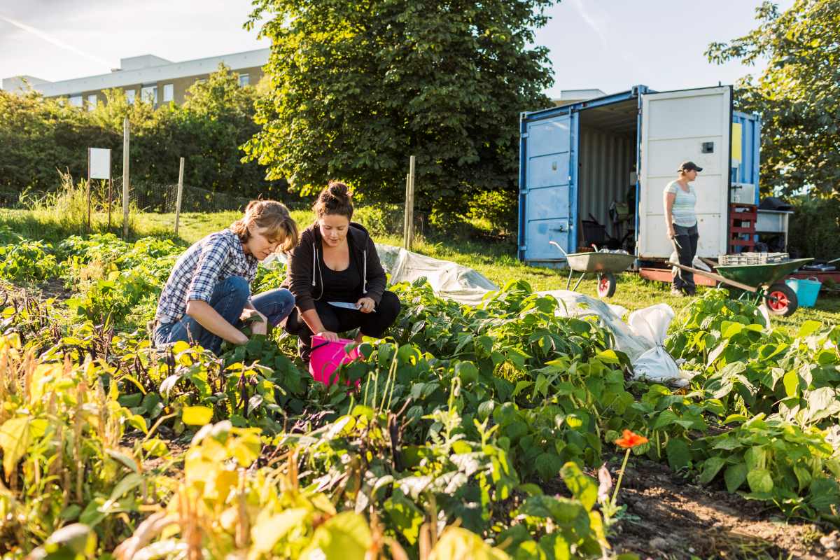 Gemeinschaftsgarten in Recklinghausen anlegen — Gemeinsam gä