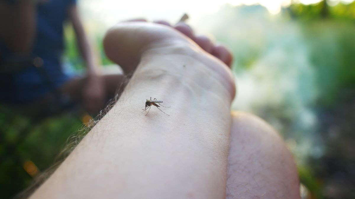 Insektenstiche in Recklinghausen: Erste Hilfe, Behandlung un