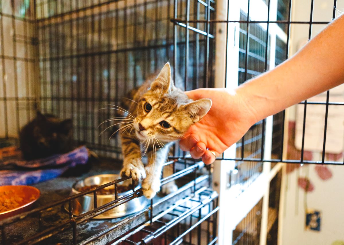 Katze mikrochippen Recklinghausen — Wichtig & sicher