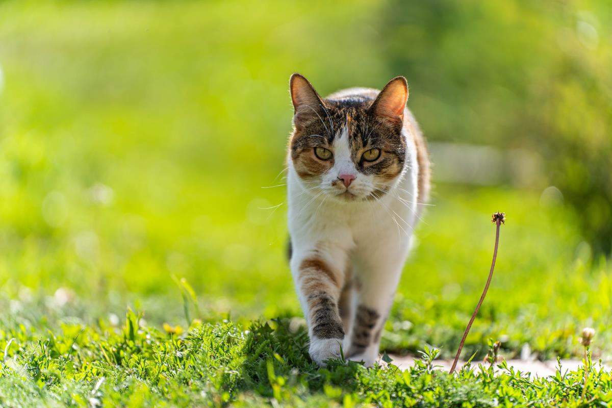 Katze freilaufend in Recklinghausen: Rechte und Pflichten de
