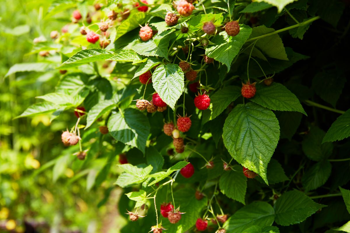Streuobstwiese mit Hecke einfrieden in Recklinghausen — was 