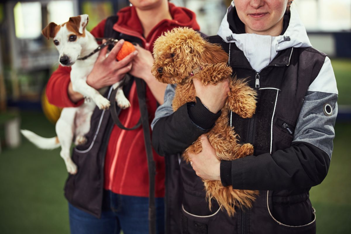 Tierheim-Adoption in Recklinghausen – Tier statt kaufen